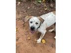 Adopt Bass a Tricolor (Tan/Brown & Black & White) Labrador Retriever dog in
