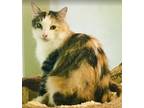 Adopt Mendy a Calico or Dilute Calico Domestic Shorthair (short coat) cat in