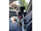 Adopt Dixie a Black - with White Mixed Breed (Medium) / Mixed dog in Garnet