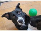 Adopt Alaska a Black Collie / Mixed dog in Fort Worth, TX (39074564)