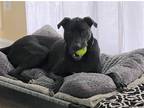 Adopt Rocky Cee a Black - with White Pit Bull Terrier / Labrador Retriever /