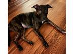 Adopt Betty Brindle a Brindle Hound (Unknown Type) / Mixed dog in Alpharetta
