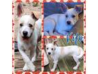 Adopt Vito a Tan/Yellow/Fawn - with White Terrier (Unknown Type