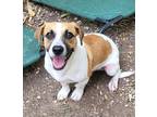 Adopt Abbott a White - with Tan, Yellow or Fawn Jack Russell Terrier / Terrier