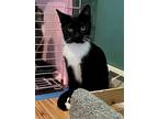 Adopt Cali a Domestic Mediumhair / Mixed cat in Landenberg, PA (39005732)