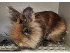 Adopt Allen a Chocolate Lionhead / Mixed rabbit in Fairfax, VA (39060514)