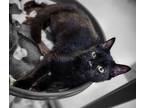 Adopt Soot a All Black Domestic Shorthair / Domestic Shorthair / Mixed cat in