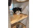 Adopt Panini a All Black Domestic Shorthair / Domestic Shorthair / Mixed cat in