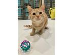 Adopt Nigel a Orange or Red Domestic Shorthair / Domestic Shorthair / Mixed cat