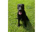 Adopt Blue #2 (@ Petsmart) a Black Labrador Retriever / Mixed dog in Conway