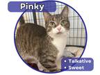 Adopt Pinky a Brown Tabby Domestic Shorthair (short coat) cat in Glenwood