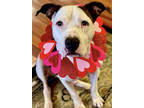 Adopt Marley (In Foster) a Brindle American Pit Bull Terrier / Mixed dog in