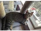 Adopt Milo a Gray, Blue or Silver Tabby Domestic Shorthair (short coat) cat in