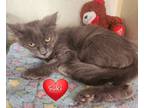 Adopt Suki Tidwell a Gray or Blue Domestic Mediumhair / Mixed (long coat) cat in