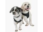 Adopt Neptune & Mars 10977 10978 a White - with Tan, Yellow or Fawn Shih Tzu /