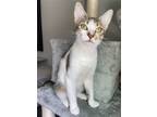 Adopt Abby a White (Mostly) Domestic Shorthair / Mixed (short coat) cat in