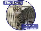 Adopt The Brain a Brown Tabby Domestic Shorthair (short coat) cat in Glenwood
