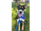 Adopt Brindisi a Australian Cattle Dog / Mixed dog in Fort Lupton, CO (38989683)