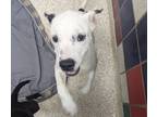 Adopt Dot a White Mixed Breed (Medium) / Mixed dog in Houston, TX (39005381)