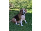Adopt Oliver a Tan/Yellow/Fawn - with White Beagle / Mixed dog in Lake Worth