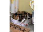 Adopt Mittens (Bella) a Calico or Dilute Calico Domestic Longhair / Mixed (long