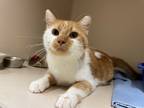 Adopt Tobi a Orange or Red (Mostly) Domestic Shorthair (short coat) cat in