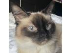 Adopt Roxxy a Himalayan cat in Palatine, IL (39006281)