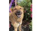 Adopt Brownie a Brown/Chocolate German Shepherd Dog / Mixed dog in Queenstown