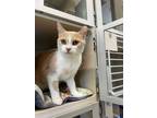 Adopt Lili a Cream or Ivory (Mostly) Domestic Shorthair (short coat) cat in