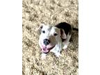 Adopt Spot a White American Pit Bull Terrier / Mixed dog in Gray, LA (39052586)