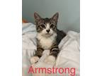 Adopt Armstrong (FCID# 07/19/2023 - 134) a Brown Tabby Domestic Shorthair /