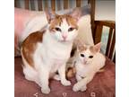 Adopt Mama Kitty & Danny (FCID# 06/19/2023 - 15) C a Orange or Red (Mostly)