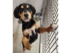 Adopt Rufus a Black and Tan Coonhound, Mixed Breed