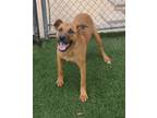 Adopt Chance a Tan/Yellow/Fawn Black Mouth Cur / Boxer / Mixed dog in McKinney