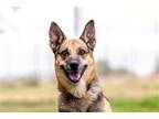 Adopt ANNA a Black - with Tan, Yellow or Fawn German Shepherd Dog / Mixed dog in