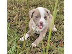 Adopt Waylon a Tan/Yellow/Fawn Carolina Dog / Mixed dog in Columbia