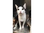 Adopt Juno a White Domestic Shorthair / Domestic Shorthair / Mixed cat in