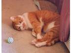 Adopt Sasha a Orange or Red Domestic Shorthair / Mixed (short coat) cat in Los
