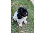 Adopt Rosati a White - with Black Cockapoo / Mixed dog in St Louis