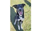 Adopt King a Black - with White Husky / Shepherd (Unknown Type) / Mixed dog in