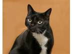 Adopt Onyx a Black & White or Tuxedo Domestic Shorthair / Mixed (short coat) cat