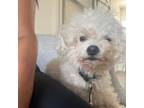 Adopt Ziggy a Poodle, Mixed Breed