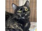 Adopt Sadie a Tortoiseshell Domestic Shorthair / Mixed (short coat) cat in