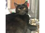 Adopt Cosmo a All Black Domestic Shorthair / Mixed (short coat) cat in