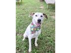 Adopt BAXTER a White English Pointer / Mixed dog in Murfreesboro, TN (39014488)