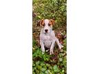 Adopt Kenai a Jack Russell Terrier / Hound (Unknown Type) / Mixed dog in