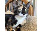 Adopt Twixi a Calico or Dilute Calico Domestic Shorthair (short coat) cat in