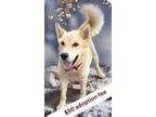 Adopt Hopper a Brindle Husky / German Shepherd Dog / Mixed (short coat) dog in