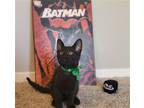 Adopt Damian Wayne #Batman-litter a All Black Bombay / Mixed (short coat) cat in