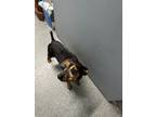 Adopt Bones a Miniature Pinscher / Mixed dog in Carrollton, KY (39015977)
